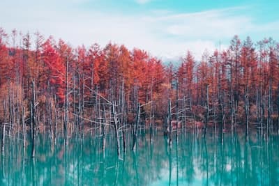 Furano & Biei