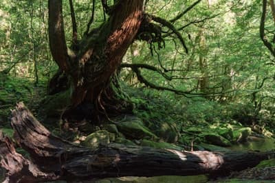 Yakushima